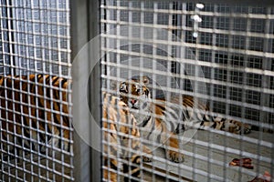 Wild Siberian tiger kept in cage inside a circus menagerie - animal abuse