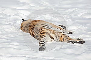 Wild siberian tiger is lying on the white snow. Animals in wildlife. Panthera tigris tigris