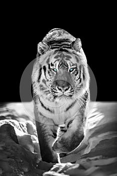 Wild siberian tiger portrait on snow with blue eye