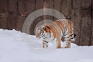 Wild siberian tiger is walking on white snow. Animals in wildife. photo