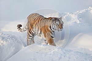 Wild siberian tiger is walking on the white snow. Panthera tigris tigris. Animals in wildlife