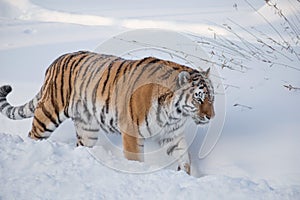 Wild siberian tiger is walking on the white snow. Panthera tigris tigris. Animals in wildlife