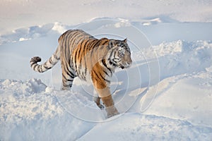 Wild siberian tiger is walking on a white snow. Panthera tigris tigris. Animals in wildlife