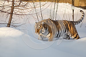 Wild siberian tiger is walking on the white snow. Panthera tigris tigris