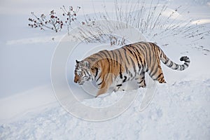 Wild siberian tiger is walking on the white snow in the park. Panthera tigris tigris. Animals in wildlife