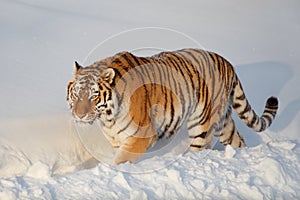 Wild siberian tiger is walking on the white snow in the park. Panthera tigris tigris. Animals in wildlife