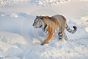 Wild siberian tiger is walking on the white snow in the park. Panthera tigris tigris. Animals in wildlife
