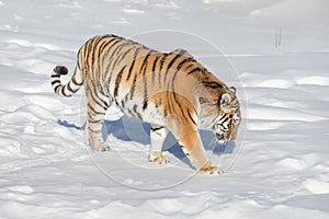 Wild siberian tiger is walking on the white snow in the park. Panthera tigris tigris. Animals in wildlife