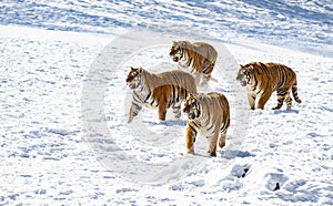 The wild Siberian tiger in winter