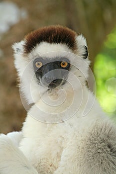 Wild sifaka lemur, Madagascar