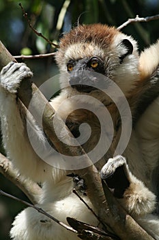 Wild sifaka lemur, Madagascar photo