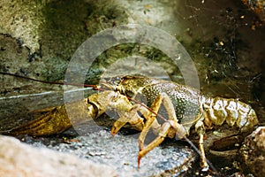 Wild Signal crayfish is sitting on stone
