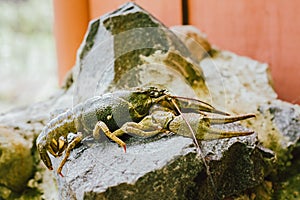 Wild Signal crayfish is sitting on a stone