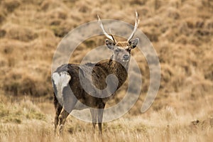 Wild Sika Deer