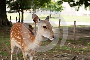 Wild sika deer in Nara park, Japan