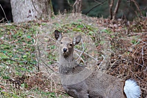 Wild sika deer in watching,Japan