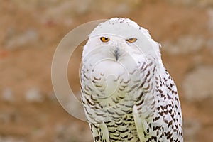 Wild silent raptor bird white snowy owl