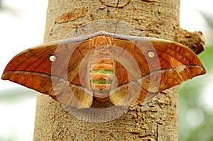 Wild silkmoth
