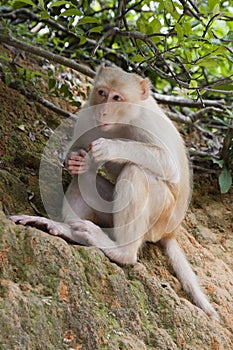 A wild silly albino macaque