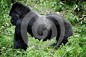 Wild silverback mountain gorilla photo