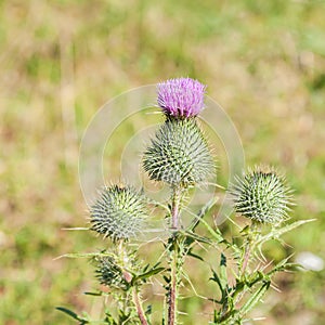 Wild silymarin flower. The main ingredient of liver drugs