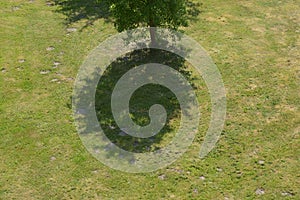 Wild Single domesticated apple tree on green grass photo