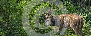 Wild single male spotted deer in Yala National park, Sri Lanka