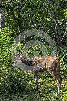 Wild single male spotted deer in Yala National park, Sri Lanka