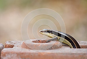 Wild skink small size tropical lizard in family Scincidae