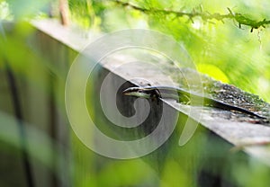 Wild skink small size tropical lizard in family Scincidae