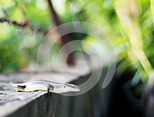 Wild skink small size tropical lizard in family Scincidae