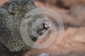 Wild skunk boar standing in the wild