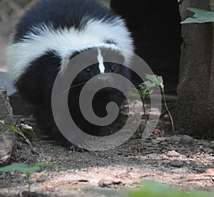 Wild Skunk with a Cute Little Black Nose