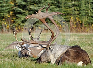 Wild sleeping Caribou
