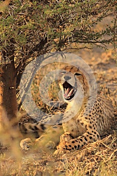 Wild  sleepy cheetah cub resting in the shade and yawn