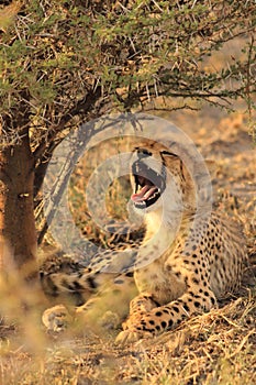 Wild  sleepy cheetah cub resting in the shade and yawn