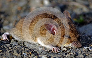 Wild sleepy mouse