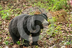 wild Sloth bear or Melursus ursinus or Indian bear closeup or portrait adult male face expression in natural green background