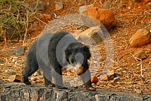 Wild sloth bear, Melursus ursinus, Ranthambore National Park, India. Sloth bear staring directly at camera, wildlife photo. Danger