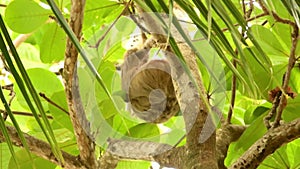 Wild sloth moving through palm trees