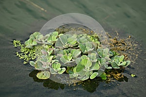 A wild small green duckweed floating in a rural pond