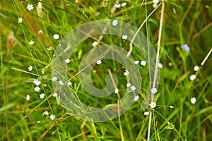 Wild small white flowers in green grass. Stitchwort, Lesser - Stellaria gramineae. White wood flowers. Stellaria graminea is a s