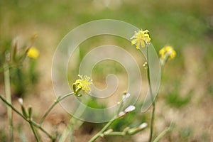 Wild small yellow flowers grow in sunny garden