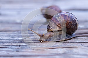 Wild snail