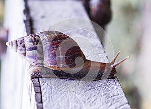 Wild snail,