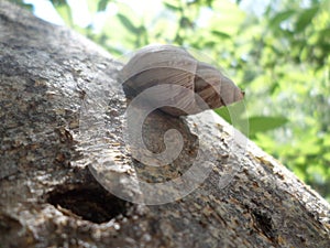 Wild snail