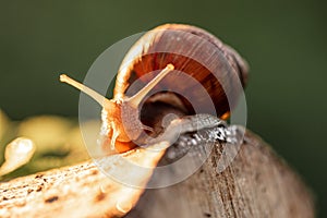 wild snails clinging to the grass in forest. Copse snail gliding on the plant in the garden