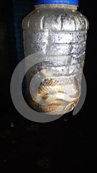 A wild snake captured in a bottle