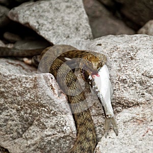 Wild snake eating fish
