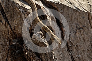 Wild snake Malpolon Monspessulanus in tree trunk